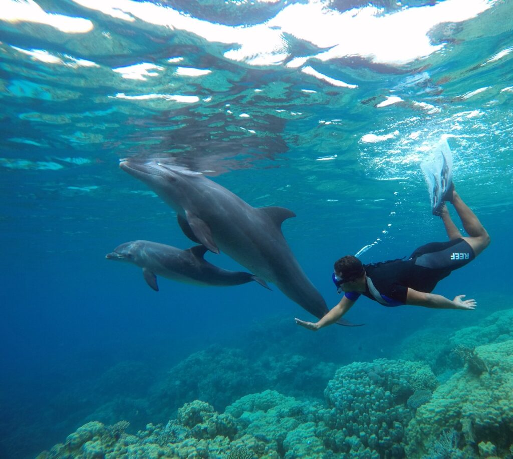 Dolphin Tour from Hurghada – Unforgettable Snorkeling Experience