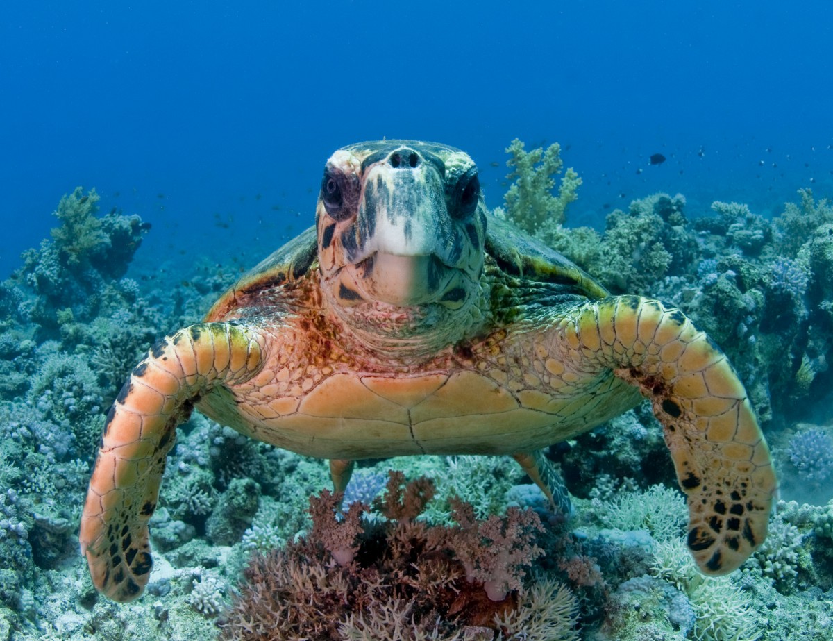 Sharm El Naga – Snorkeling & Relaxation at a Paradise Beach